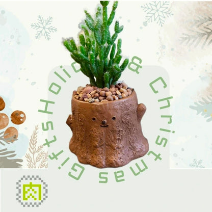 【拼肉肉聖誕限定】多肉植物樹樁盲盒組合 (聖誕小物圍巾版)