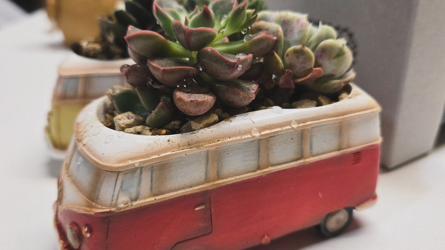 【肉肉玩具箱】復古旅行車多肉盲盒X2