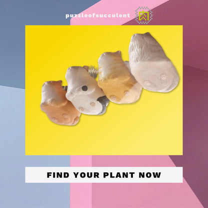 【肉肉大動物園】貓咪多肉創意花盆盲盒隨機出貨X1 - 拼肉肉 Puzzle Of Succulent