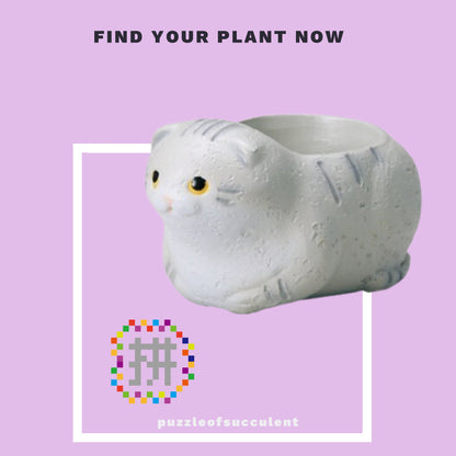 【肉肉大動物園】貓咪多肉創意花盆盲盒隨機出貨X1 - 拼肉肉 Puzzle Of Succulent
