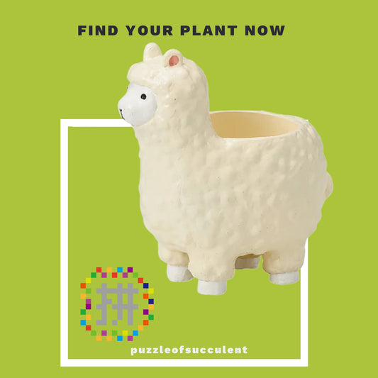 【肉肉大動物園】羊駝創意多肉花器，植物盲盒X1 - 拼肉肉 Puzzle Of Succulent