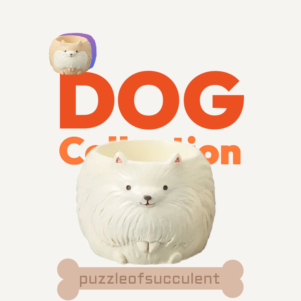 【肉肉動物園】雙色博美犬多肉植物盲盒X2 - 拼肉肉 Puzzle Of Succulent