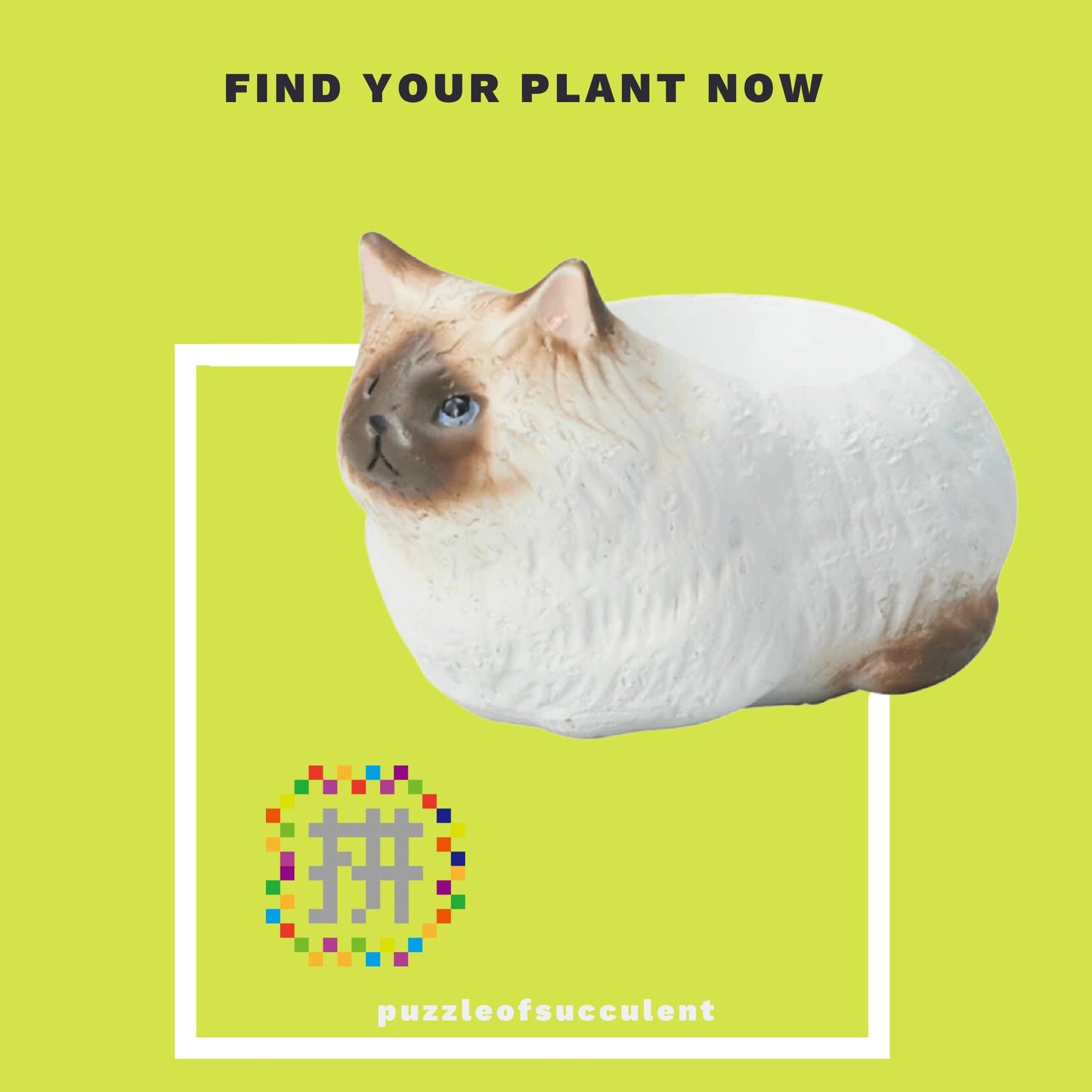 【肉肉大動物園】貓咪創意粉紅肉掌多肉花器，植物盲盒X2 - 拼肉肉 Puzzle Of Succulent