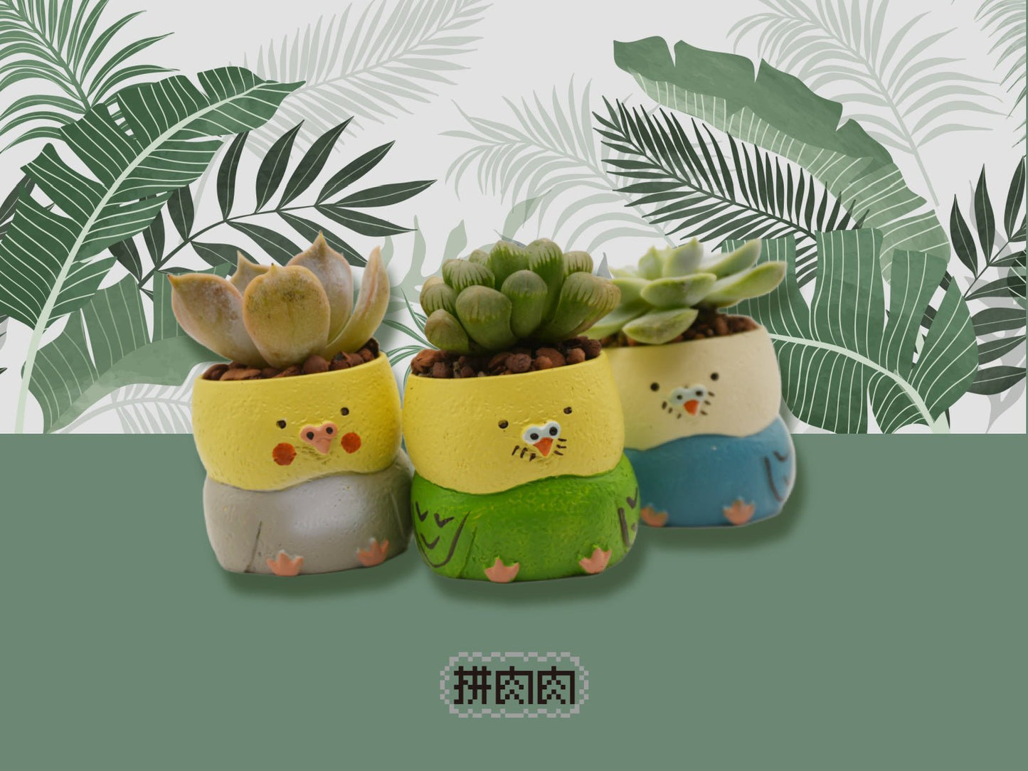 【肉肉動物園】 - 日本鸚鵡多肉植物盲盒X3 每色各1 - 拼肉肉 Puzzle Of Succulent