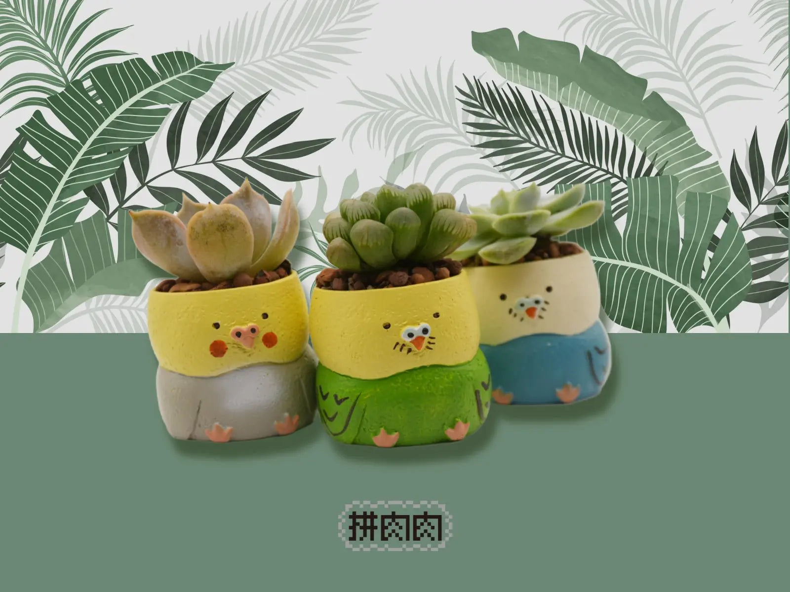 succulent zoo Meat Zoo]-Japanese Parrot Succulent Plant Blind Box X3 1 of each colo –  拼肉肉Puzzle Of Succulent