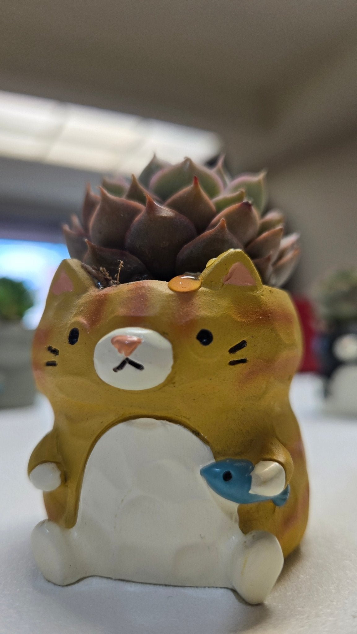 【肉肉動物園】魚你同行貓咪多肉花盆組合X3 - 拼肉肉 Puzzle Of Succulent