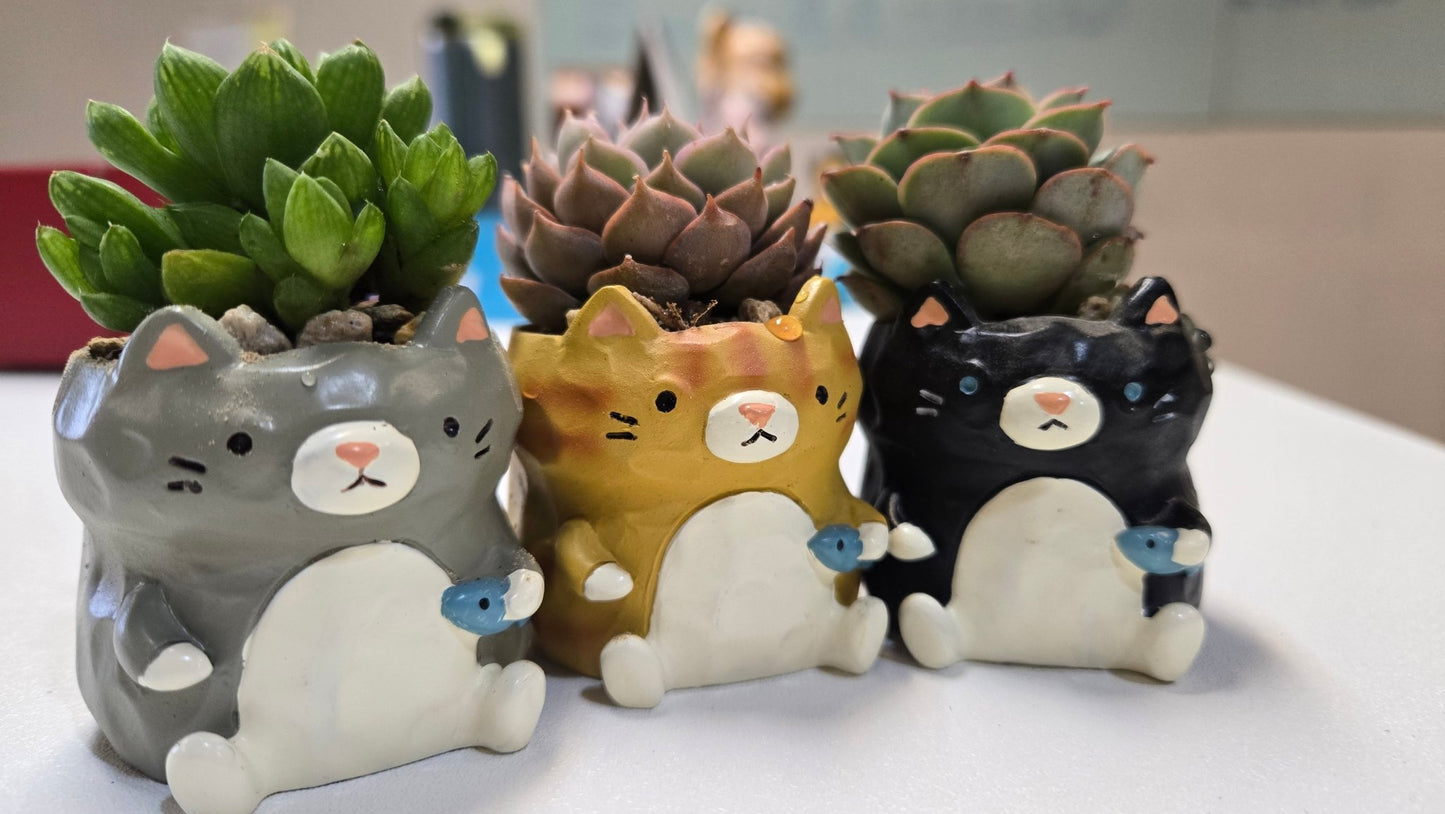 【肉肉動物園】魚你同行貓咪多肉花盆組合X3 - 拼肉肉 Puzzle Of Succulent