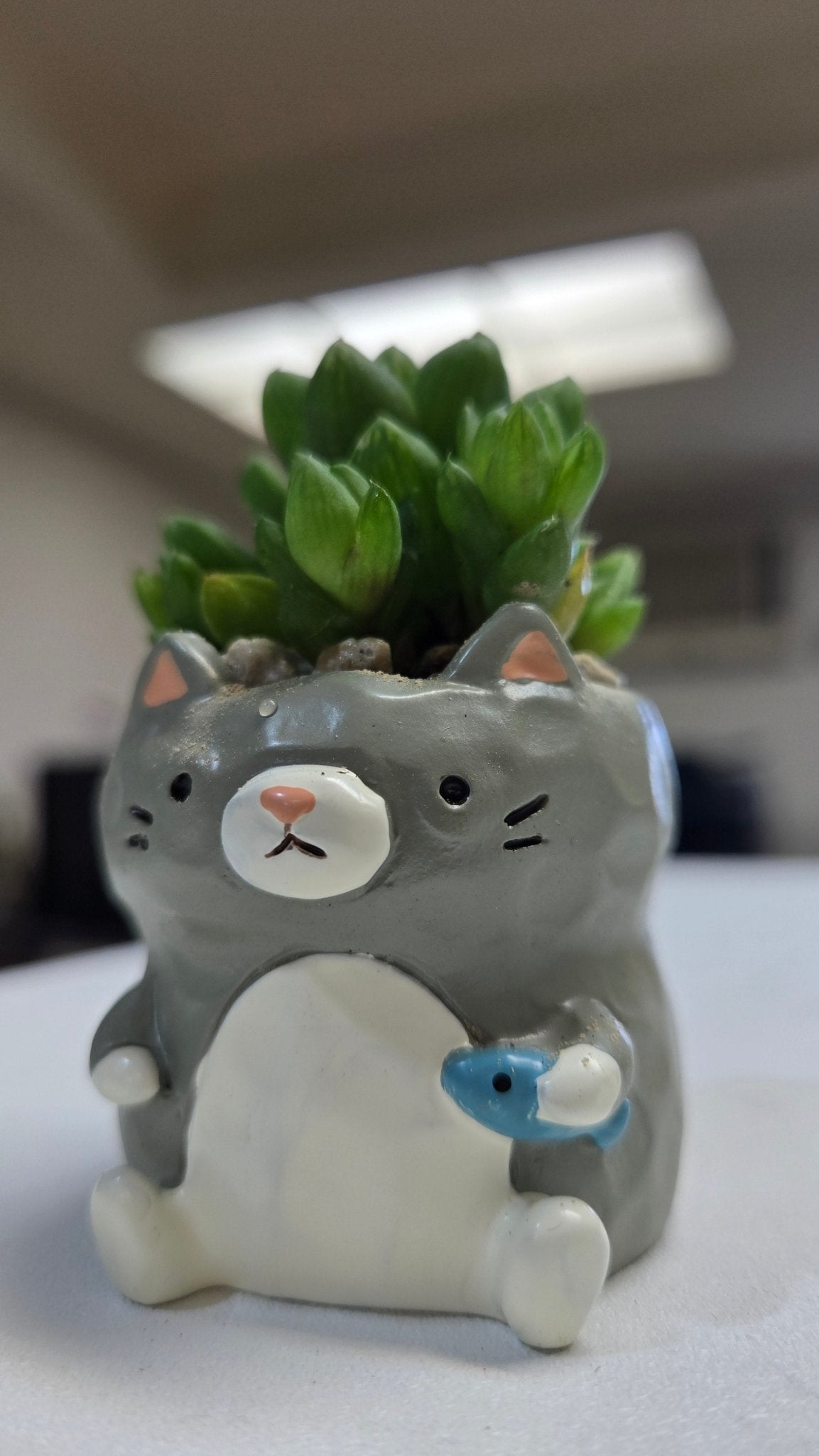 【肉肉動物園】魚你同行貓咪多肉花盆組合X3 - 拼肉肉 Puzzle Of Succulent